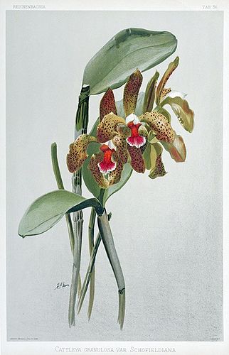 Cattleya schofieldiana